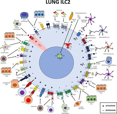 Tissue-Specific Molecular Markers and Heterogeneity in Type 2 Innate Lymphoid Cells